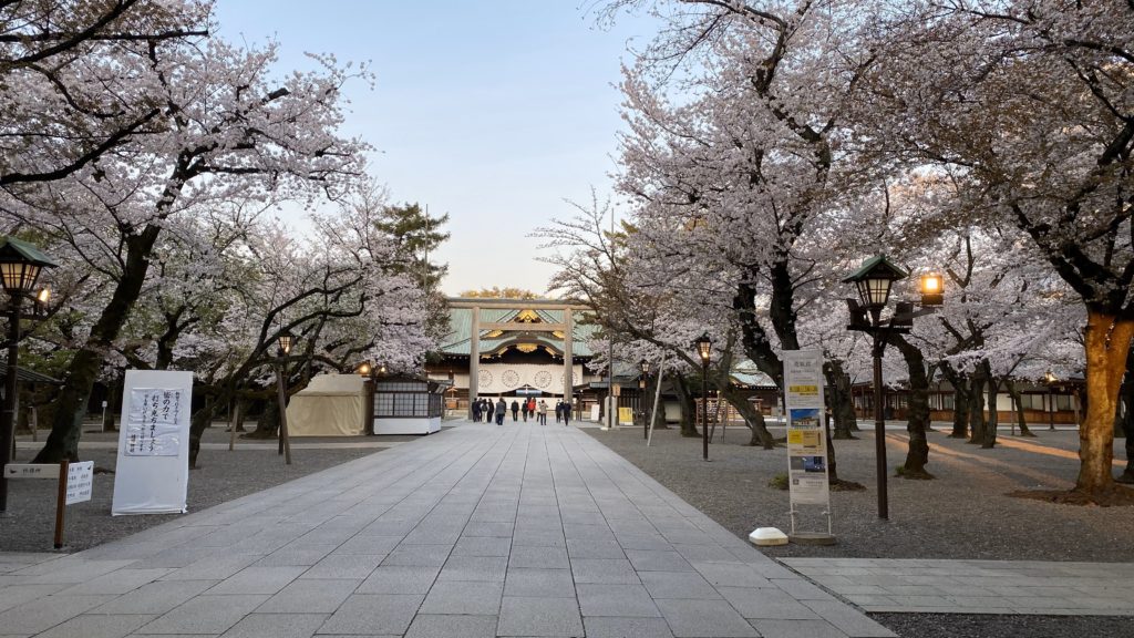 靖国神社桜