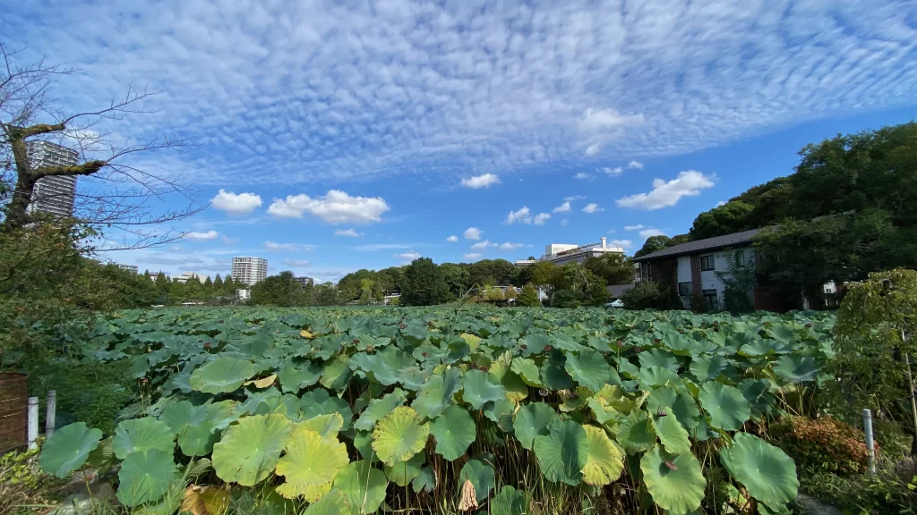 上野不忍池