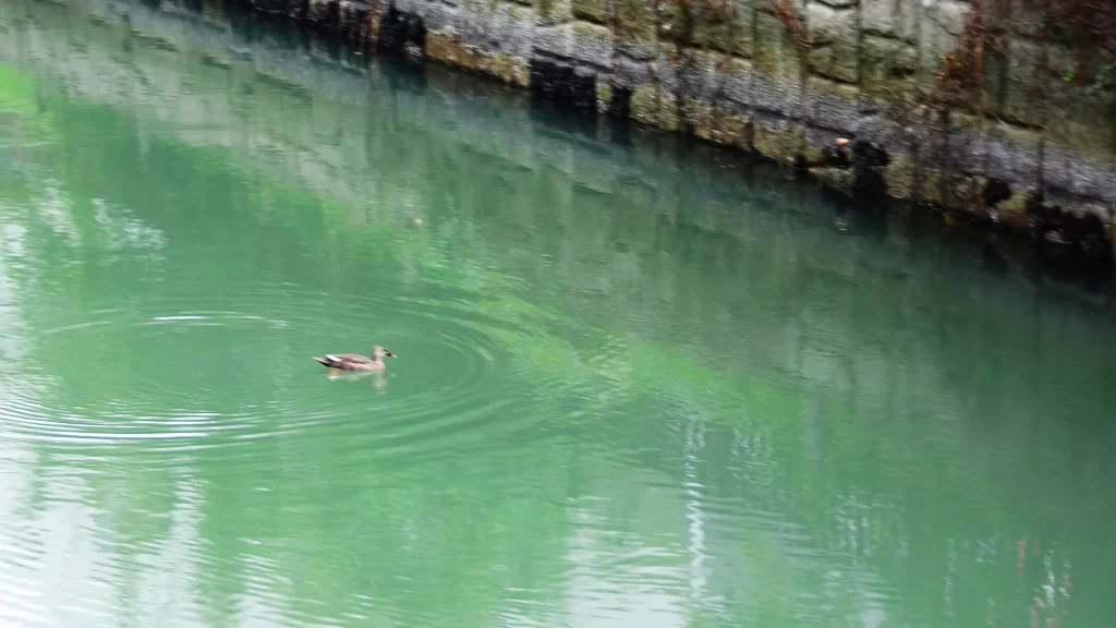 木場。鴨ものんびり。