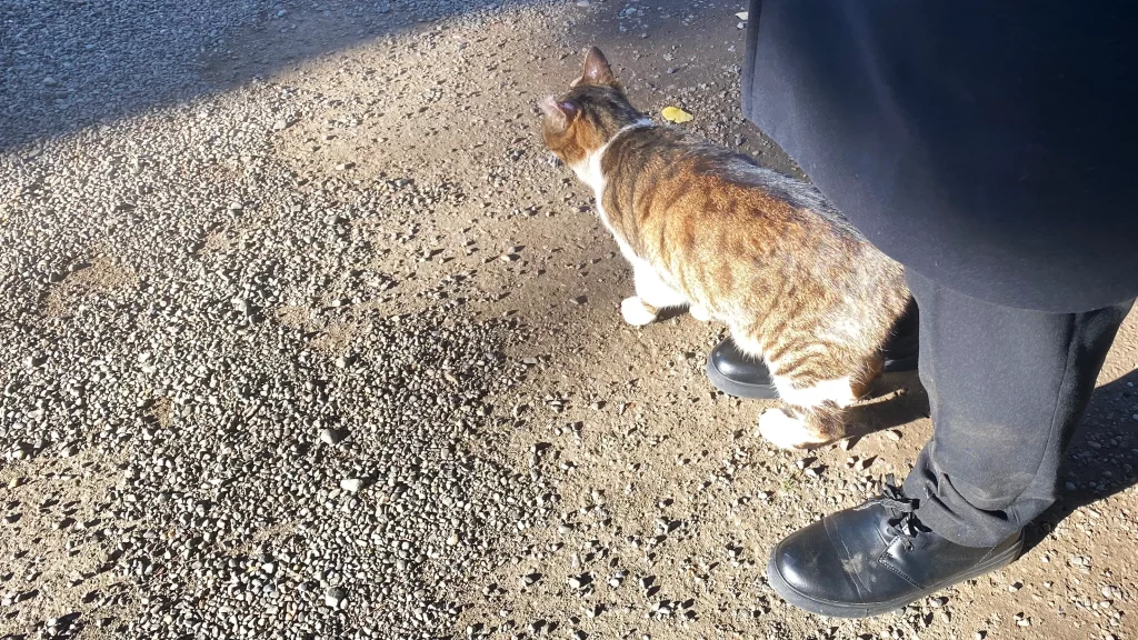 荻窪白山神社境内猫