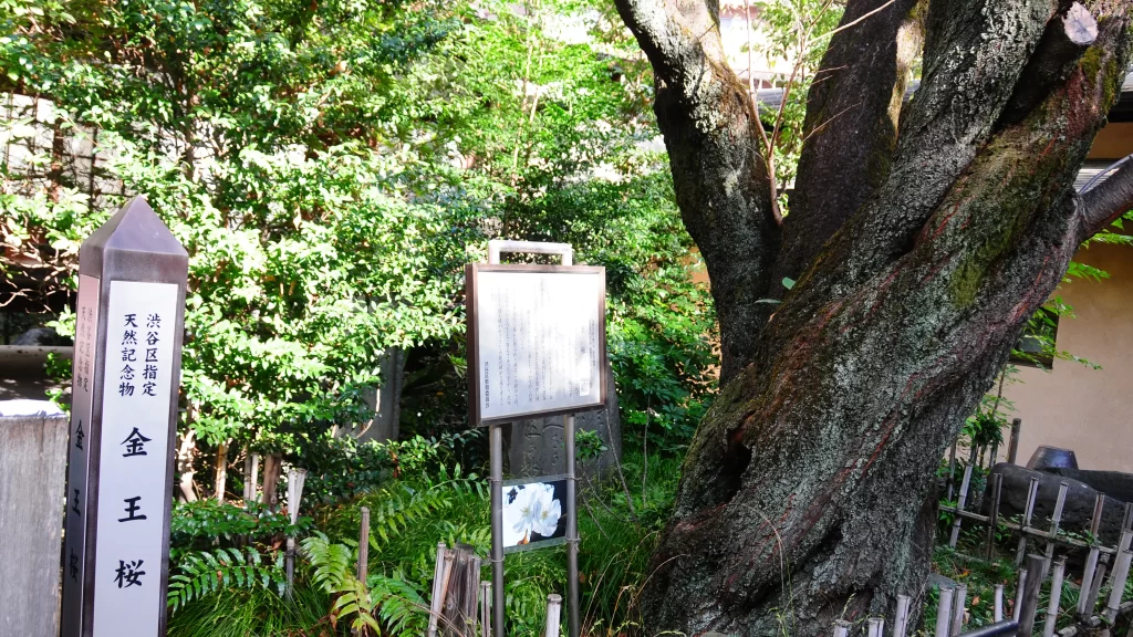 金王八幡宮の金王桜。次回は咲いている頃にお伺いしましょう
