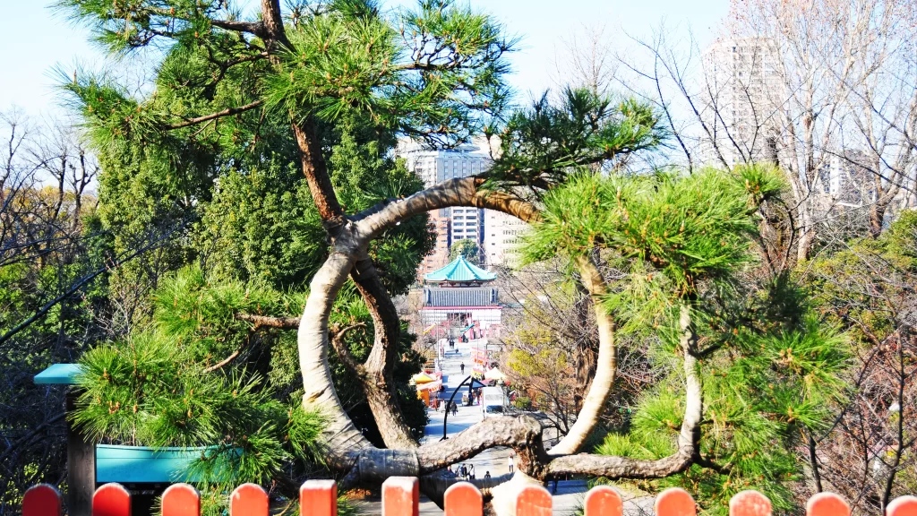 清水観音堂月の松。清水の舞台から弁天堂を見る