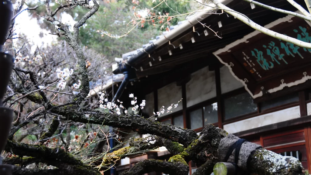 麟祥院本堂と咲き終わりの梅の花