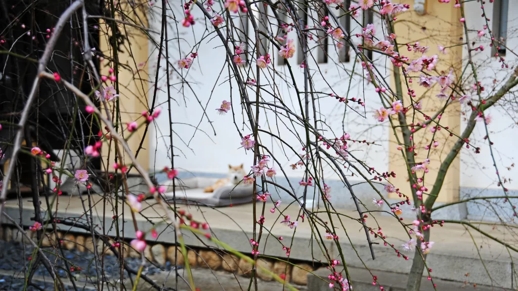 しだれ桜越しの麟祥院看板犬のちよちゃん
