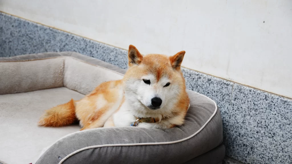 看板犬ちよちゃん。この日はちょっと眠そうでした。